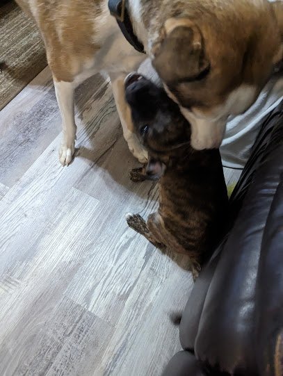 Dog day care in Alton Illinois Danielle s Pet Care Services 1