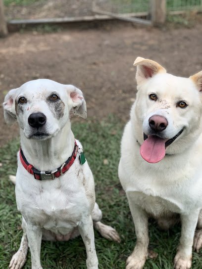 Dog day care in Alvin Texas Alvin Boarding 1
