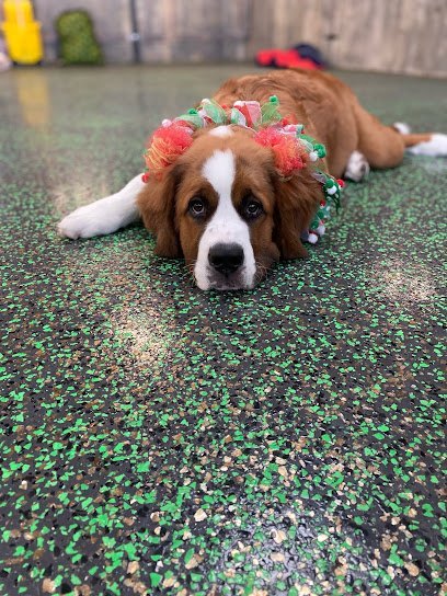 Dog day care in Amarillo Texas Shaggy to Chic Dog Enhancement Center 1