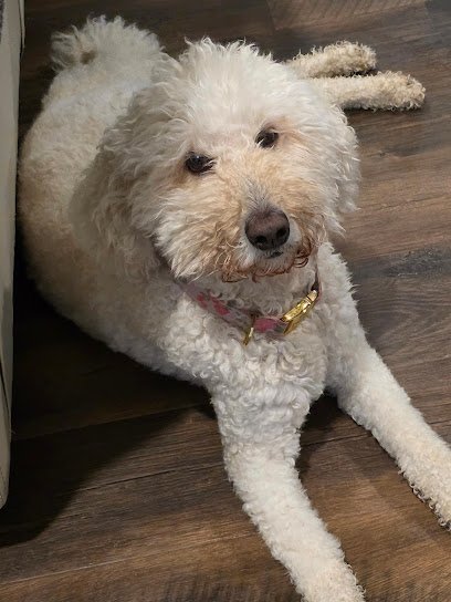 Dog day care in Amelia Ohio Mary Puppins 1