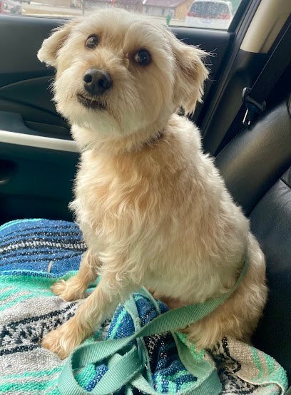 Dog day care in Ames Iowa Top Paw Grooming Spa 1