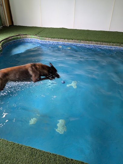 Dog day care in Amherst New Hampshire American K 9 Country 1