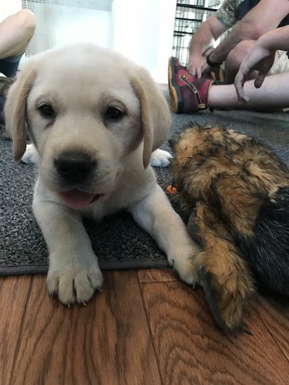 Dog day care in Amherst New Hampshire McOsker Kennels 1