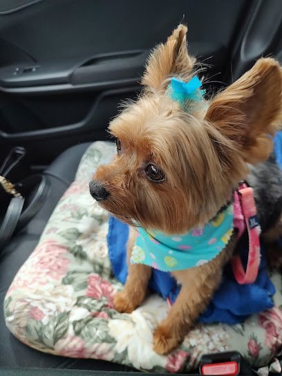 Dog day care in Amherst New York Oh My Dog Daycare Grooming Spa 1