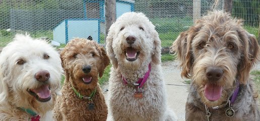 Dog day care in Anaconda Montana Daisy s Doggie Daycare Boarding 1 1