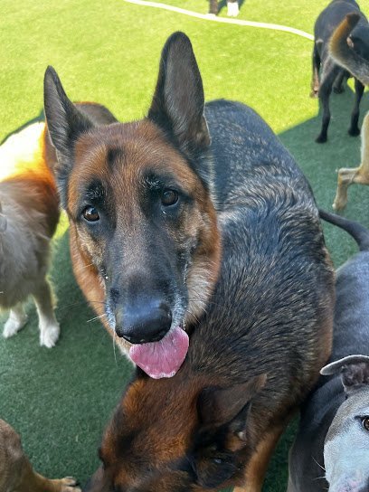 Dog day care in Andale Kansas Midwest Dog Center 1