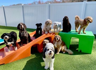 Dog day care in Andover Massachusetts Town Dog Daycare Grooming Salon 1