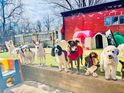 Dog day care in Annandale New Jersey The Puppy Patch 1