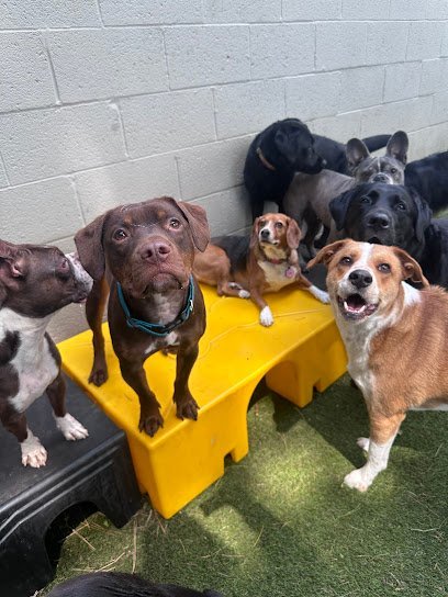 Dog day care in Annapolis Maryland Playful Pack 1