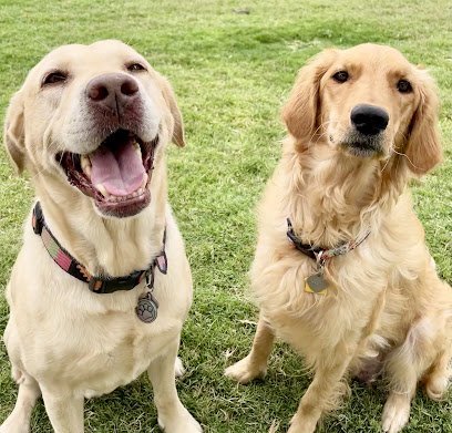Dog day care in Anthony New Mexico Green Dog Pet Resorts 1