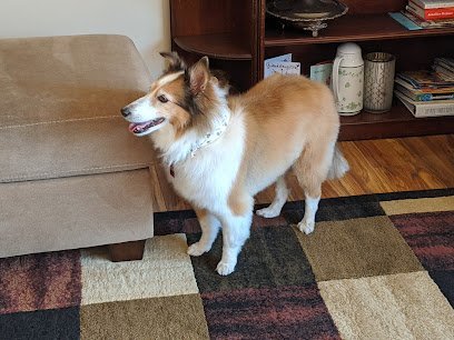 Dog day care in Antioch Illinois Our Turn Pet Center 1