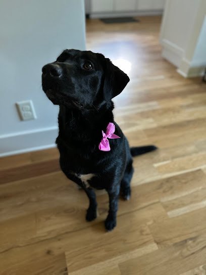 Dog day care in Arden North Carolina The Woof Lodge 1