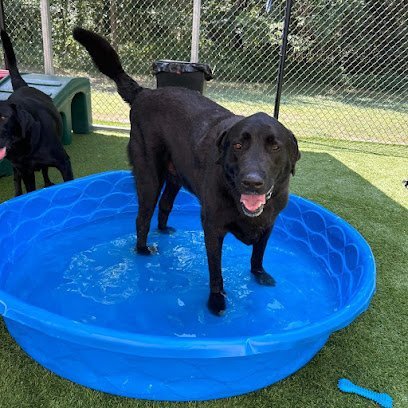 Dog day care in Ardmore Oklahoma Barktown 1