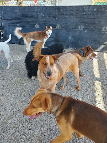 Dog day care in Arenas Valley New Mexico Mis Amigos Pet Care Center 1