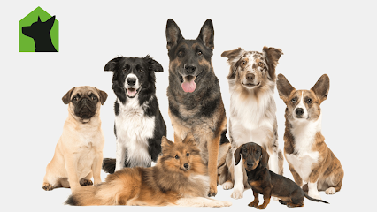 Dog day care in Argyle Texas Our Dog House in Argyle LLC 1