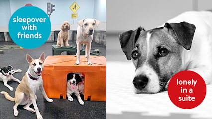 Dog day care in Arlington Heights Illinois Dogtopia of Arlington Heights 1