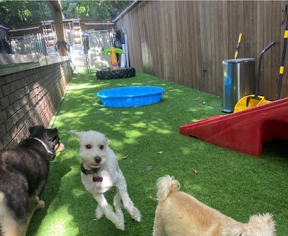 Dog day care in Arlington Texas Arlington Dog Daycare and Boarding 1