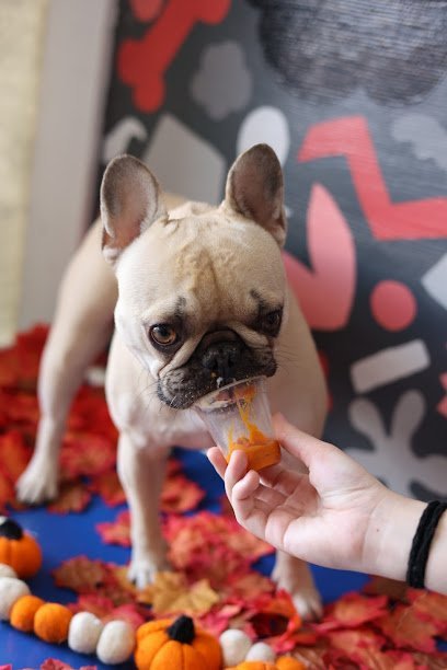 Dog day care in Arlington Texas Wag Time Pets 1