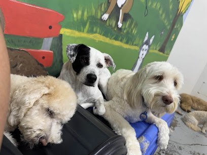 Dog day care in Armonk New York Pleasant Grooming of Armonk 1