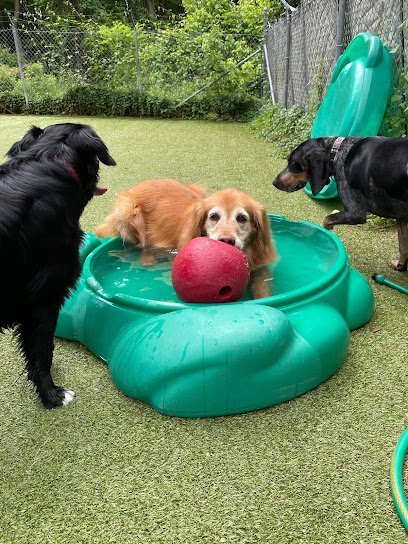 Dog day care in Arnold Maryland Arnold Pet Station 1
