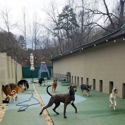 Dog day care in Asheville North Carolina BarkMore Park 1
