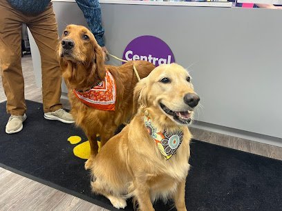 Dog day care in Asheville North Carolina Central Bark Asheville 1