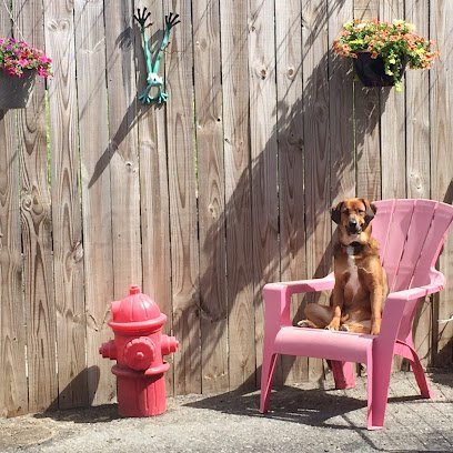 Dog day care in Asheville North Carolina Hair of the Dog Pet Salon 1