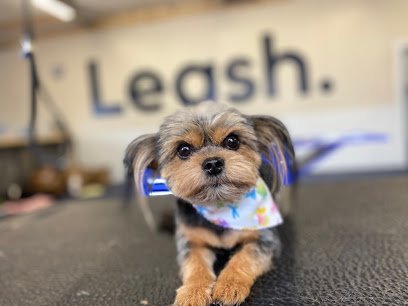 Dog day care in Asheville North Carolina Leash  1