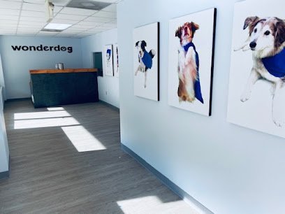 Dog day care in Asheville North Carolina Wonderdog Merrimon 1