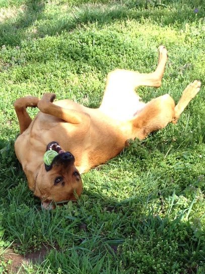 Dog day care in Ashland City Tennessee K9 Logics 1