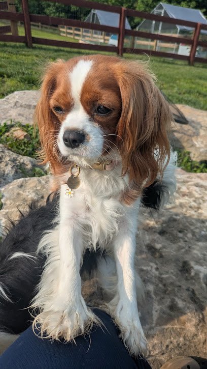 Dog day care in Ashland City Tennessee Pooches Purrs 1