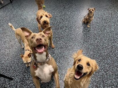 Dog day care in Astoria New York NYC Pet Services 1