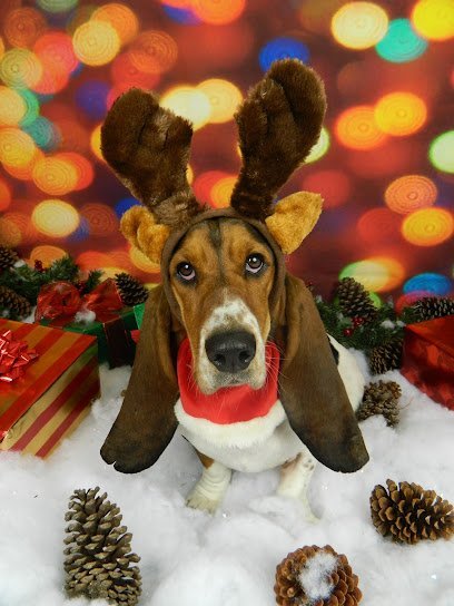 Dog day care in Atlanta Georgia Bark ATL