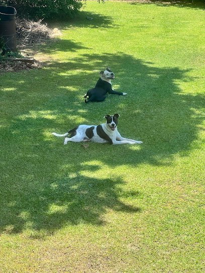 Dog day care in Atlanta Georgia Bark Avenue Pet Resort