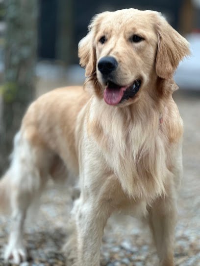 Dog day care in Atlanta Georgia Barking Hound Village Buckhead