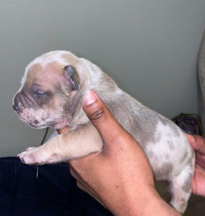 Dog day care in Atlanta Georgia Bullies By Kash