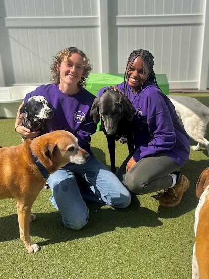 Dog day care in Atlanta Georgia Central Bark Atlanta