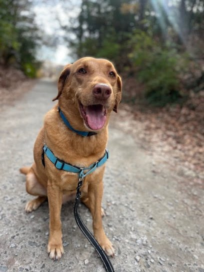 Dog day care in Atlanta Georgia Pawfect Spot