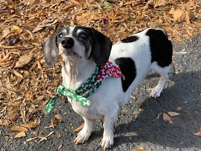 Dog day care in Atlanta Georgia Piedmont Bark