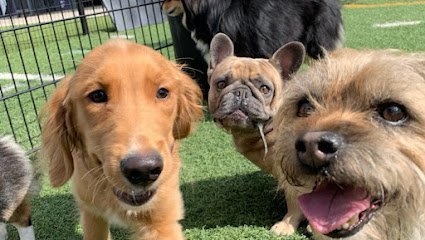 Dog day care in Atlanta Georgia Skiptown