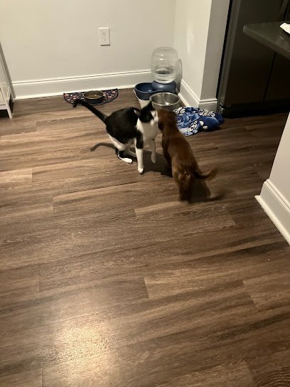 Dog day care in Atlanta Georgia The Pawsitively Retreat