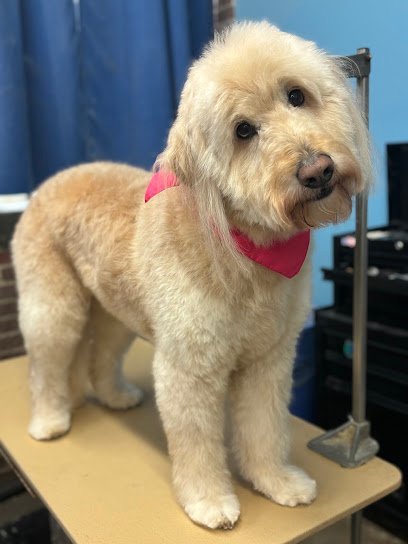 Dog day care in Atlanta Georgia WAG A LOT Downtown