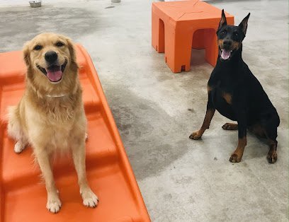 Dog day care in Atlanta Georgia WAG A LOT Upper Westside