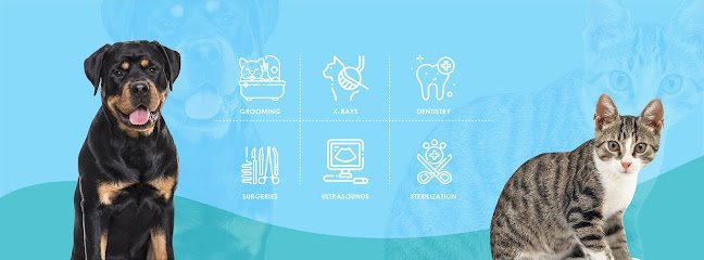 Dog day care in Atlanta Georgia Winters Chapel Animal Hospital Animal Clinic Vets in Dunwoody GA