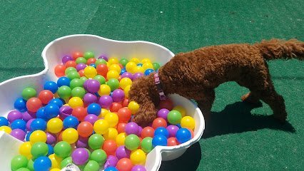 Dog day care in Atlantic Highlands New Jersey Dogs on the Farm Cats Too 1