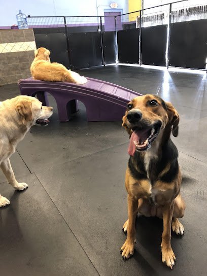 Dog day care in Attleboro Massachusetts Off The Leash Doggie Daycare 1