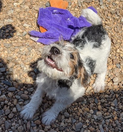 Dog day care in Auburn Massachusetts Collinswood K9 Services 1