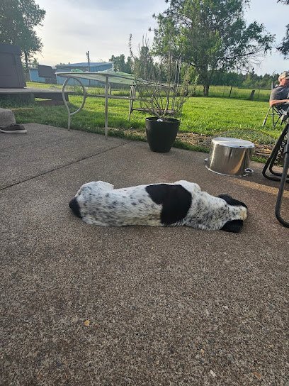 Dog day care in Aumsville Oregon Happy Hound Hotel 1