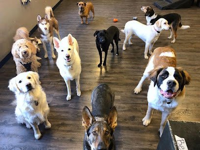 Dog day care in Aurora Illinois Just Like Home 4 Paws 1