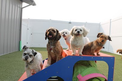 Dog day care in Austin Minnesota All Fur Dogs 1